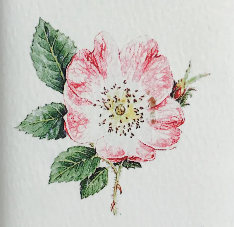 Sting in the Tail Botanical Illustrated Soap - Rose-2